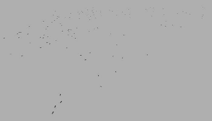 Bugs and Insects