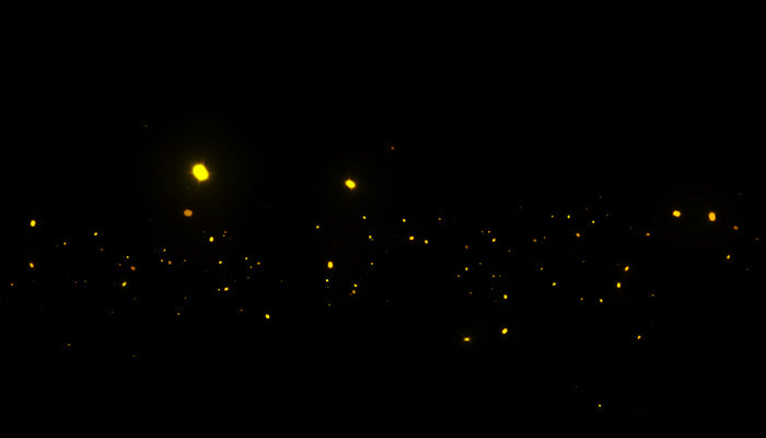 Fireflies