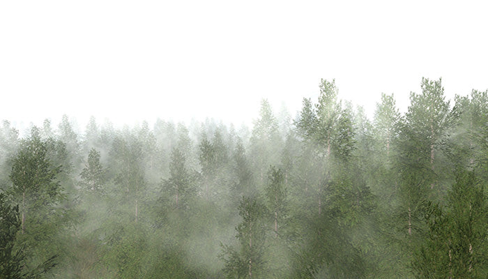 Forest Mist
