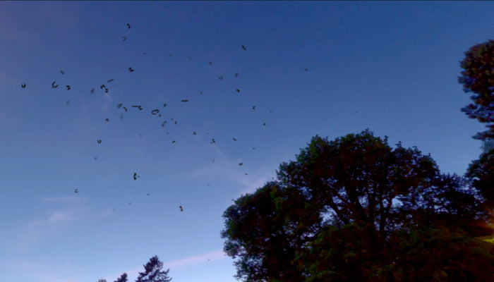 Swarm Of Bats