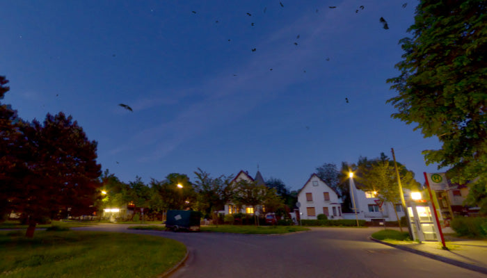 Swarm Of Bats