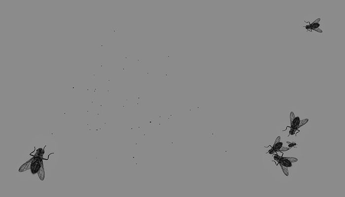 Swarm Of Flies