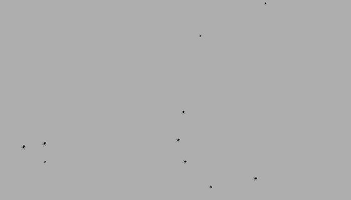 Bugs and Insects