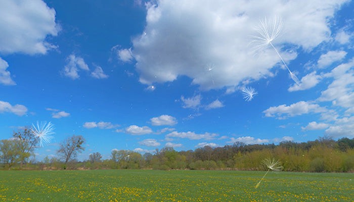 Floating Seeds and Pollen
