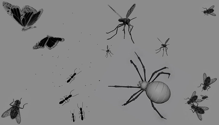 Bugs and Insects