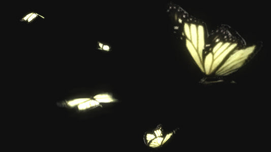 Lamp Moths