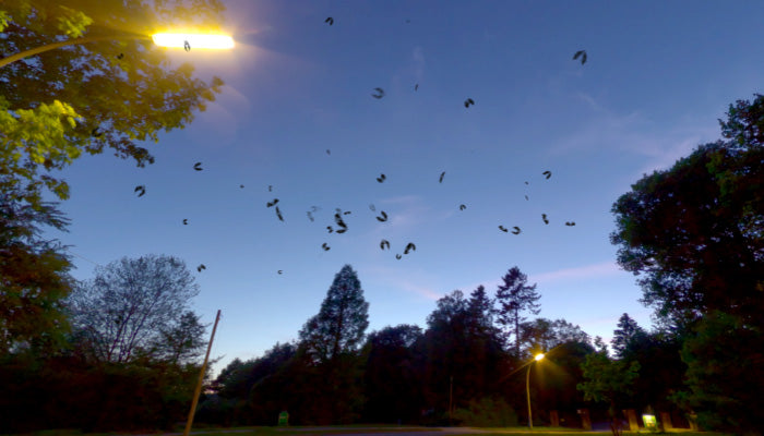 Swarm Of Bats