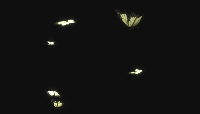 Lamp Moths