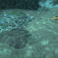 Underwater FX