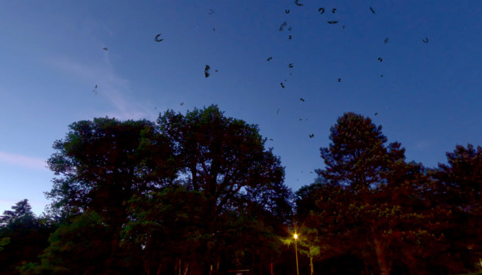 Swarm Of Bats