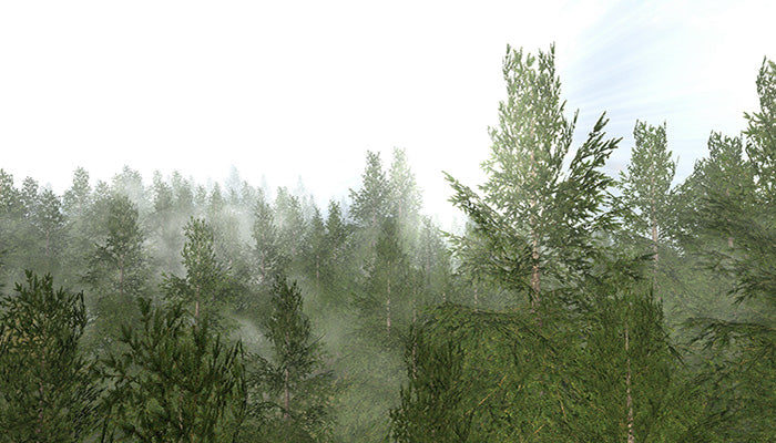 Forest Mist