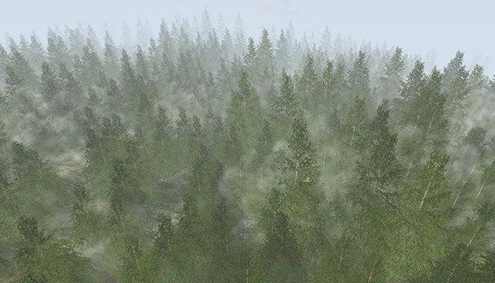 Forest Mist